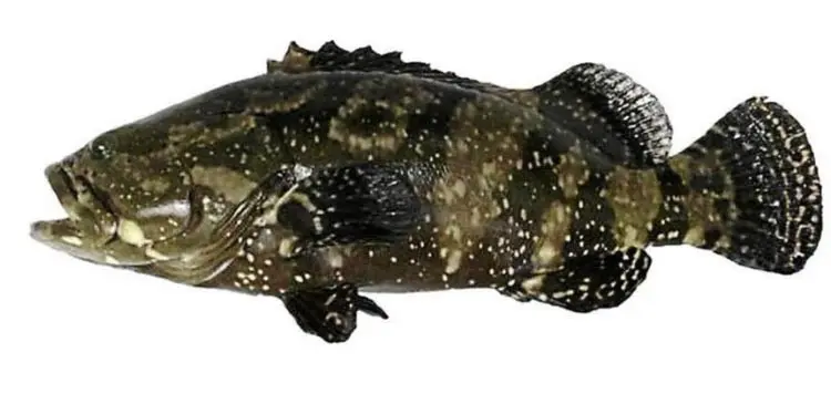 GROUPER FISH CANTANG
