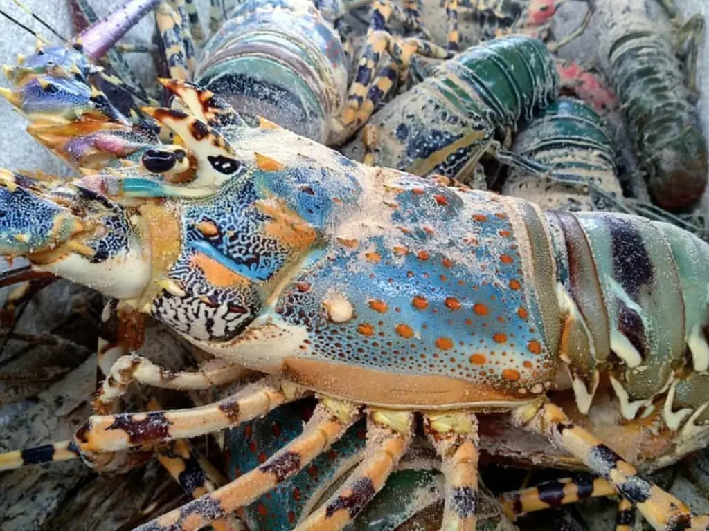 PEARL LOBSTER