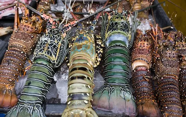 BAMBOO LOBSTER