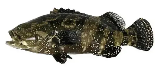GROUPER FISH CANTANG