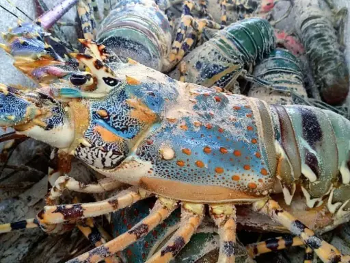 PEARL LOBSTER