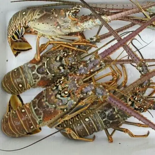 SAND LOBSTER